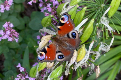 003 8 persoons vakantiehuis met omheinde tuin in Winterswijk, de Achterhoek