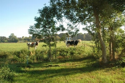 006 Mooi 4 persoons vakantiehuisje in het dorp Scheemda