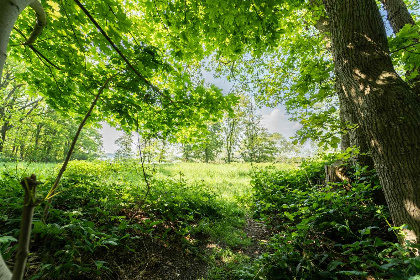 002 Bosrijk gelegen 5 persoons vakantiehuis in het Drakendorp Beesel, Limburg