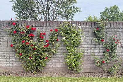 023 Laurahoeve