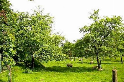 018 Prachtig vakantiehuis voor 8 personen gelegen nabij Valkenburg, Limburg