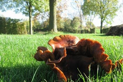 021 Gezellige 4 persoons vakantiehuis in idyllische boerderij in Zuid Limburg