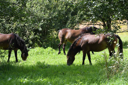 021 Gezellige vakantiehuis voor 5 personen in Limburg