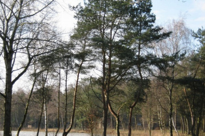 049 Knus 2 persoons vakantiehuis met veranda in Limburg aan de Belgische grens