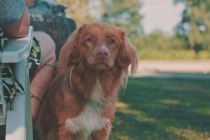 007 Chalet met overdekt terras en omheinde tuin | 4 personen | Huisdier
