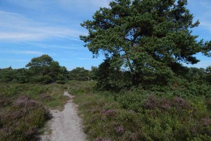 026 Sfeervol 2 persoons vakantiehuis in een stiltegebied midden in de Brabantse natuur