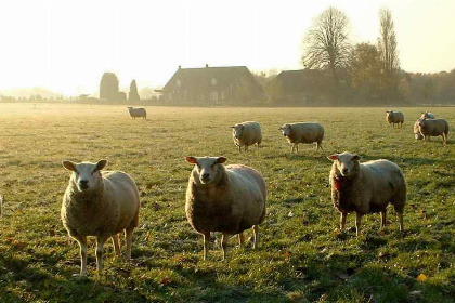 006 Landelijk gelegen vrijstaand 6 persoons vakantiehuis in Noord Brabant!