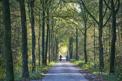 054 Bosbeertje 43 45