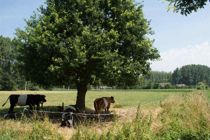 012 Sfeervolle vakantieboerderij voor vier personen in Noord Brabant