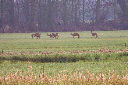 003 De Rouwenbogt