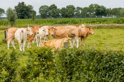 016 Prachtige 14 persoons groepsaccommodatie in de natuur nabij Den Bosch