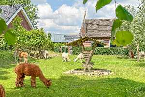 Alpacafarm Vorstenbosch