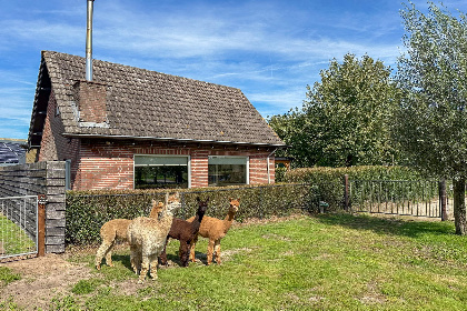 001 Alpacafarm Vorstenbosch