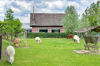 027 Alpacafarm Vorstenbosch