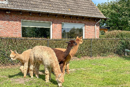 029 Alpacafarm Vorstenbosch