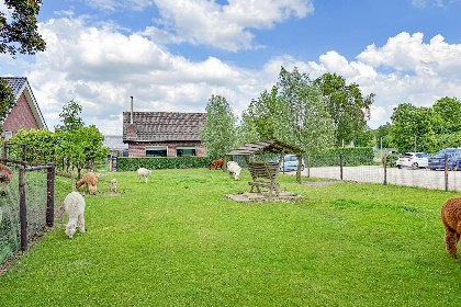 030 Alpacafarm Vorstenbosch