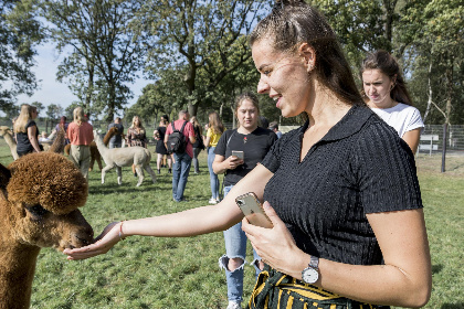 031 Alpacafarm Vorstenbosch