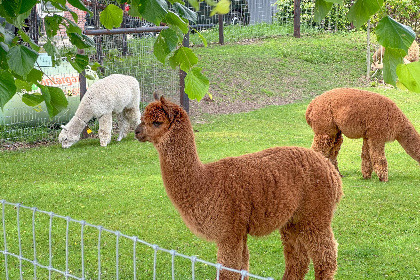 035 Alpacafarm Vorstenbosch