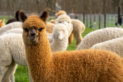 036 Alpacafarm Vorstenbosch