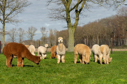 037 Alpacafarm Vorstenbosch