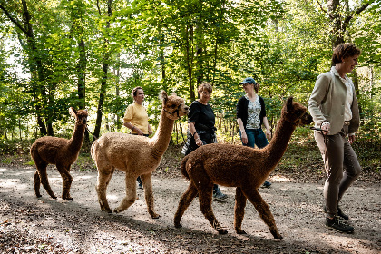 045 Alpacafarm Vorstenbosch