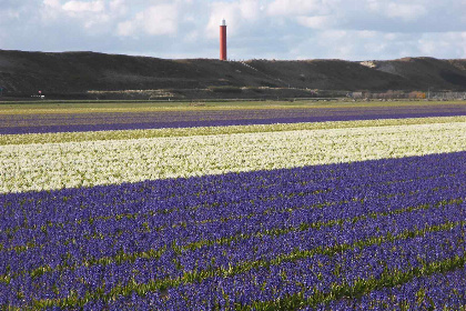 008 Mooi vrijstaand vakantiehuis voor 6 personen in de badplaats Callantsoog