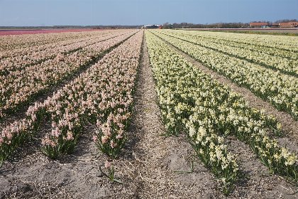 016 Vakantiehuisje Vloed | Callantsoog | Eenvoudig, maar sfeervol ingericht