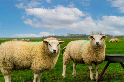 024 Knus 4 persoons vakantiehuis nabij de Koog op Texel