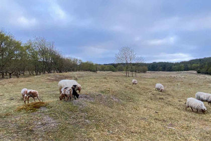 026 Prachtig gelegen 4 persoons vakantiehuis net buiten Groet nabij Schoorl