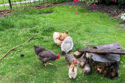 015 Prachtig gelegen 4 persoons vakantiehuisje in Groet, nabij Schoorl