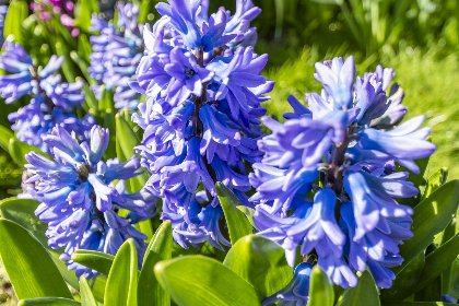 021 Sandepark 165 | Groote Keeten | Ruime tuin