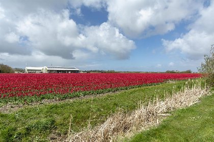 024 Yperhof 66 | Julianadorp aan Zee | Riante tuin