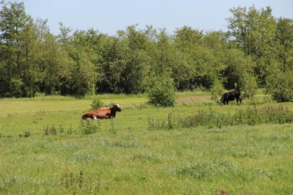 005 Ruim vakantiehuis voor 7 personen op een boerderij vlakbij de Loosdrechtse plassen!