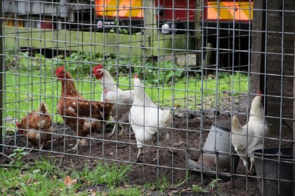 008 Ruim vakantiehuis voor 7 personen op een boerderij vlakbij de Loosdrechtse plassen!