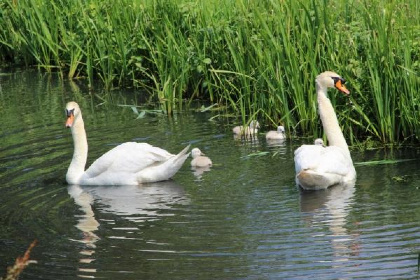 009 Ruim vakantiehuis voor 7 personen op een boerderij vlakbij de Loosdrechtse plassen!