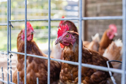 028 Ruim vakantiehuis voor 7 personen op een boerderij vlakbij de Loosdrechtse plassen!