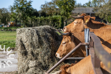 029 Ruim vakantiehuis voor 7 personen op een boerderij vlakbij de Loosdrechtse plassen!