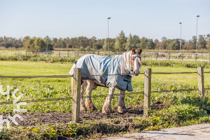 039 Ruim vakantiehuis voor 7 personen op een boerderij vlakbij de Loosdrechtse plassen!