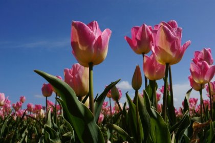 009 J 041 Nieuw chalet! (overige foto's volgen) 009 J 041 Nieuw chalet! (overige foto's volgen)