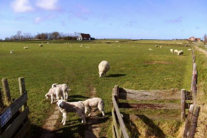 001 Knus vakantie appartement voor 2 tot 4 personen in Den Burg Texel