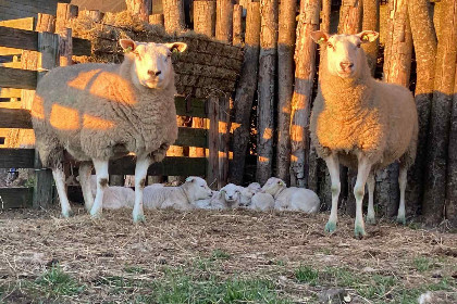 001 Prachtig en ruim vakantie appartement voor 3 tot 5 personen in Den Burg Texel