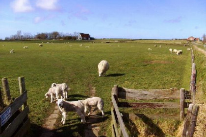 021 Prachtig en ruim vakantie appartement voor 3 tot 5 personen in Den Burg Texel