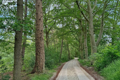 009 Gezellig 6 persoons vakantiehuis met sauna midden in de bossen nabij Giethoorn