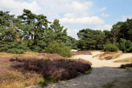 012 Knus 4 persoons vakantiehuis nabij Ommen in het Sallandse landschap