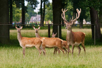 002 Mooi 4 persoons vakantiehuis in het Vechtdal nabij Beerze