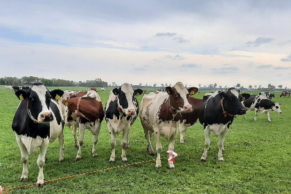 018 2 persoons vakantiehuis bij een boerderij in Beerzerveld nabij Hardenberg