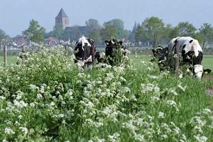 020 6 persoons vakantiehuis met mooie tuin in het Vechtdal