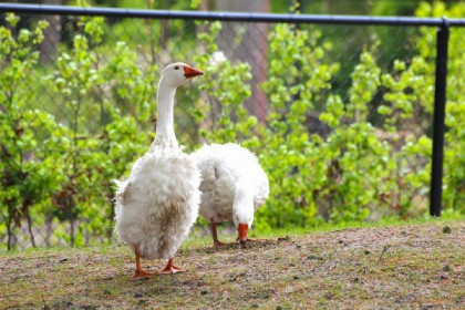 016 Luxe 18 persoons groepsaccommodatie in de bossen nabij Steenwijk