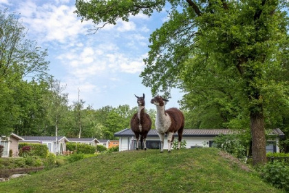 016 Ruime 20 persoons bungalow met een zeer royale tuin