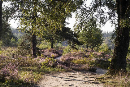 063 Comfortabel appartement voor 2 personen op een rustige camping in de natuur van Twente